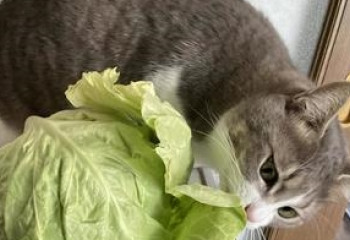 貓可以吃椰菜嗎？
